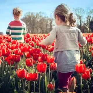 Two young girls walk through a field of tulips.
