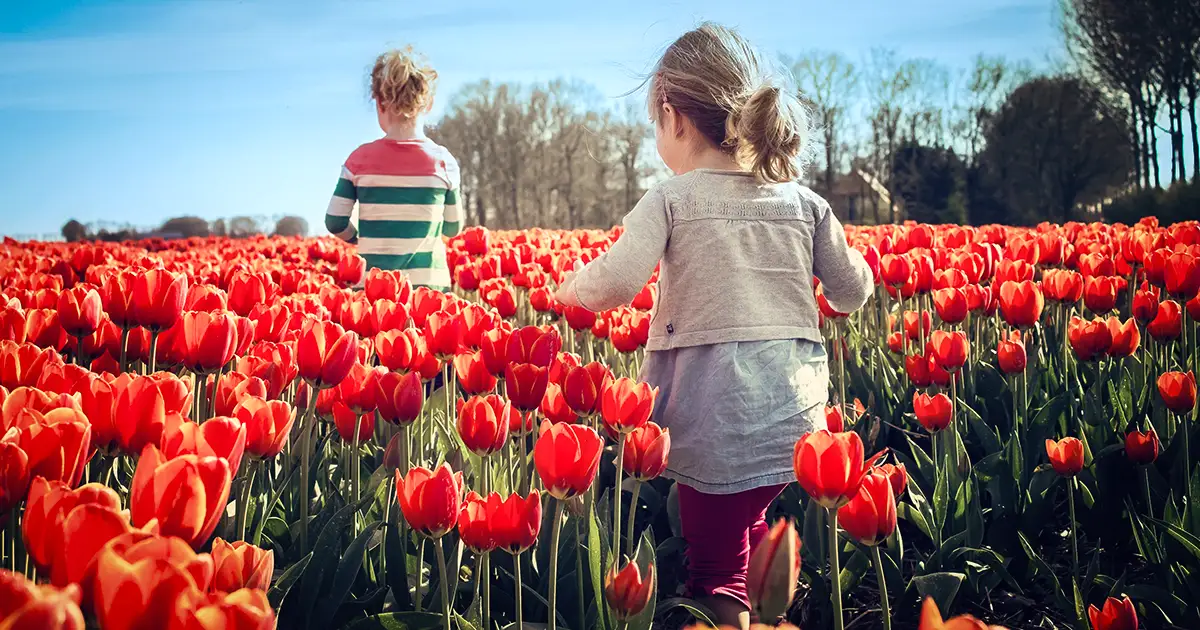 Two young girls walk through a field of tulips.